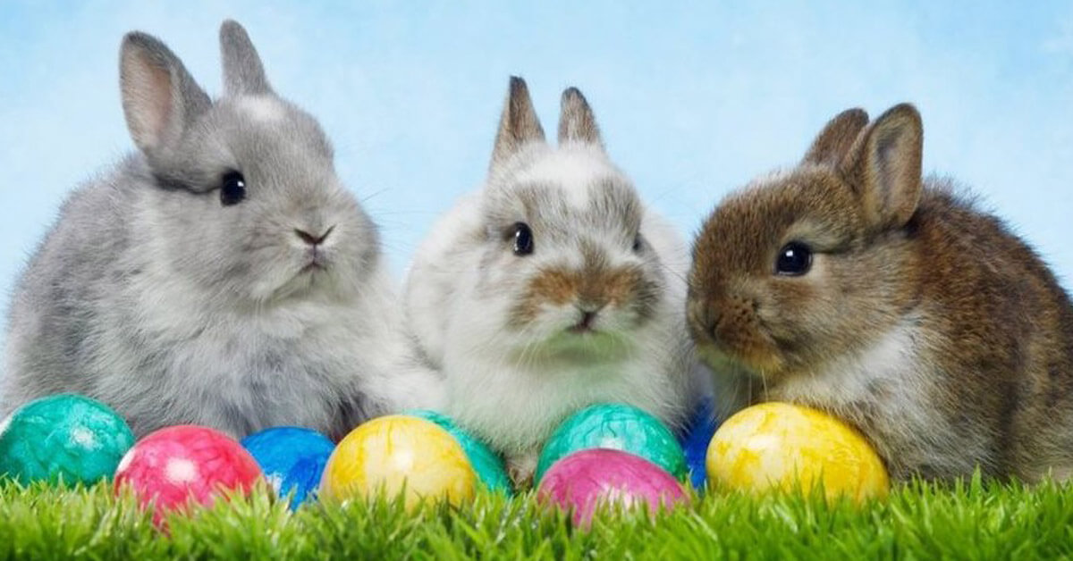 Read more about the article 4 Fun Easter Activities – That Don’t Involve Sweets
